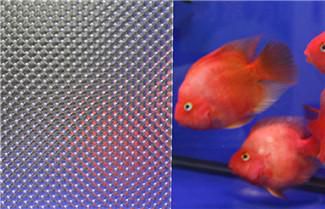 What is Diffuser Plate?